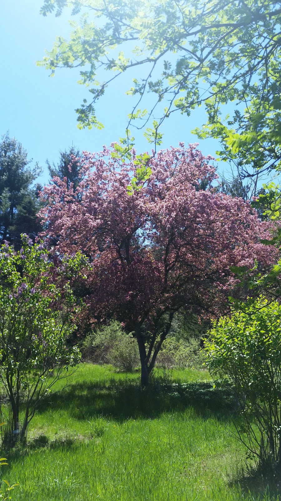 Sunny Fields, Inc. Botanical Park | 5444 Welch Rd, Emmett, MI 48022, USA | Phone: (810) 387-2765