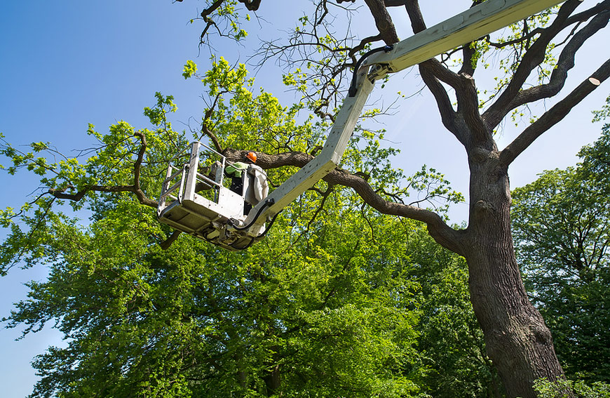 Five Star Tree Services in Toronto, Richmond Hill & GTA | 156 Duncan Rd, Richmond Hill, ON L4C 6J8, Canada | Phone: (416) 990-3355