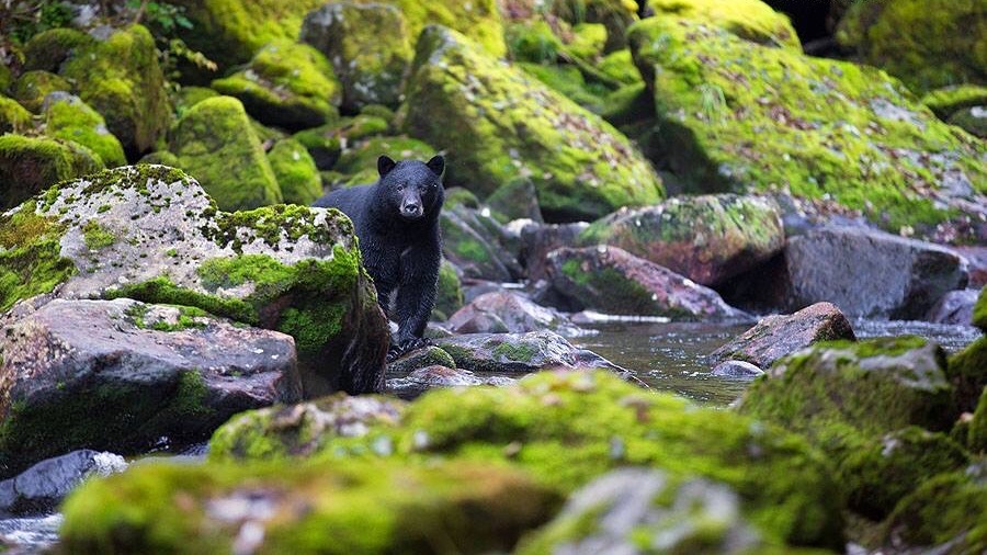 Wild Coast Wilderness Resort | 17268 Parkinson Rd, Port Renfrew, BC V0S 1K0, Canada | Phone: (250) 647-5468