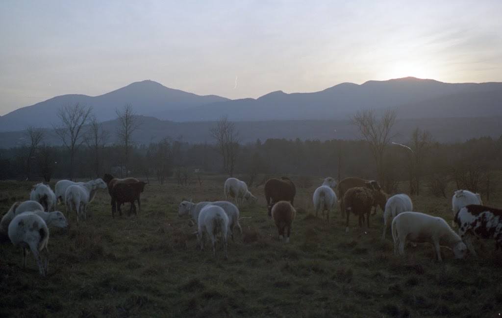 Ferme Province Hill | 91 Chem. de Province Hill, Mansonville, QC J0E 1X0, Canada | Phone: (438) 872-9135