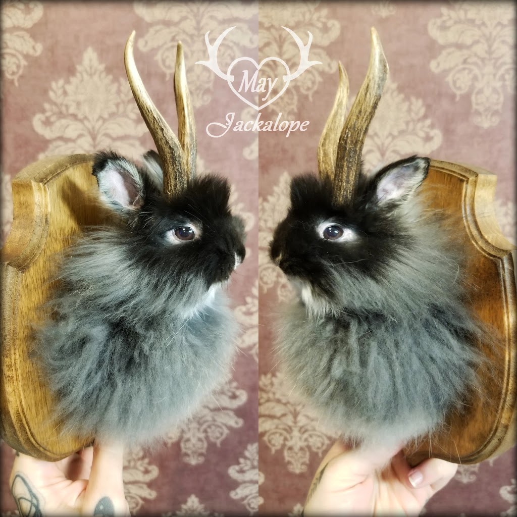 May Jackalope, Taxidermie danimaux domestiques | 120 Chemin de Sainte-Béatrix, Sainte-Béatrix, QC J0K 1Y0, Canada | Phone: (450) 916-3253