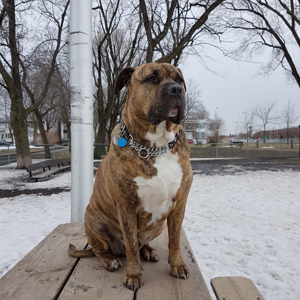 Parc De La Bruère | Avenue Dubuisson, Montréal, QC H1L, Canada