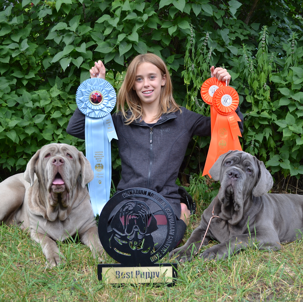 Neapolitan Mastiff Breeder Titani Del Nord | Robert St W, Penetanguishene, ON L9M 1N1, Canada | Phone: (705) 229-7997