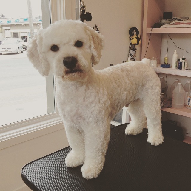 Mackenzie Joan Training & Grooming | 223 Dundurn St S, Hamilton, ON L8P 4K6, Canada | Phone: (905) 802-6510