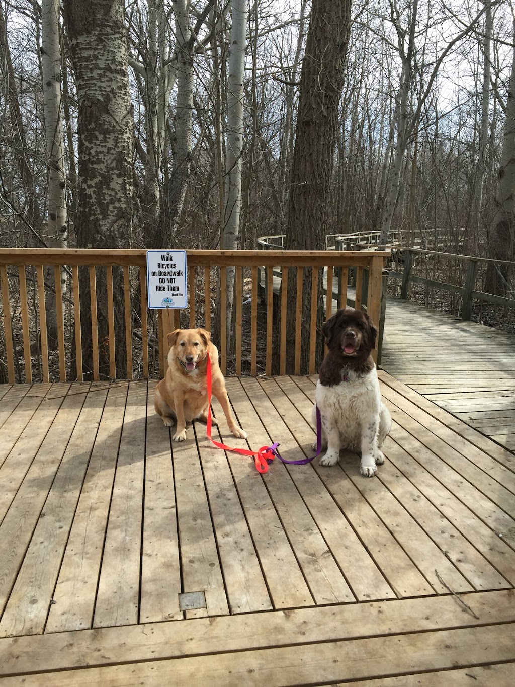 The Bark Park | 7343 Poplar Sideroad, Collingwood, ON L9Y 3Z1, Canada | Phone: (705) 888-4948