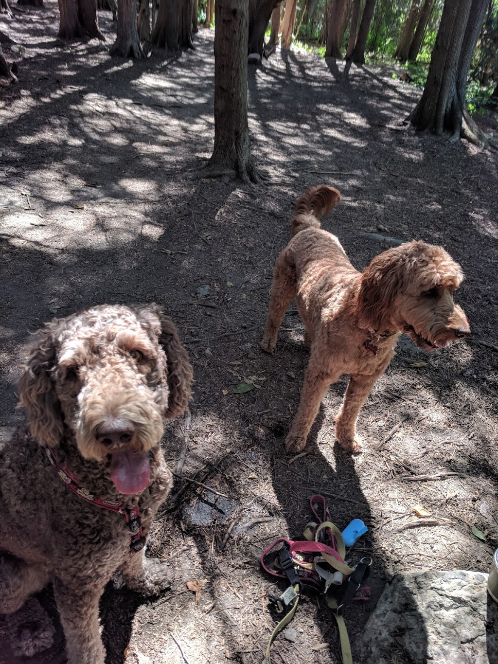 Stittsville Dog Park | Trans Canada Trail, Stittsville, ON K2S 0G8, Canada