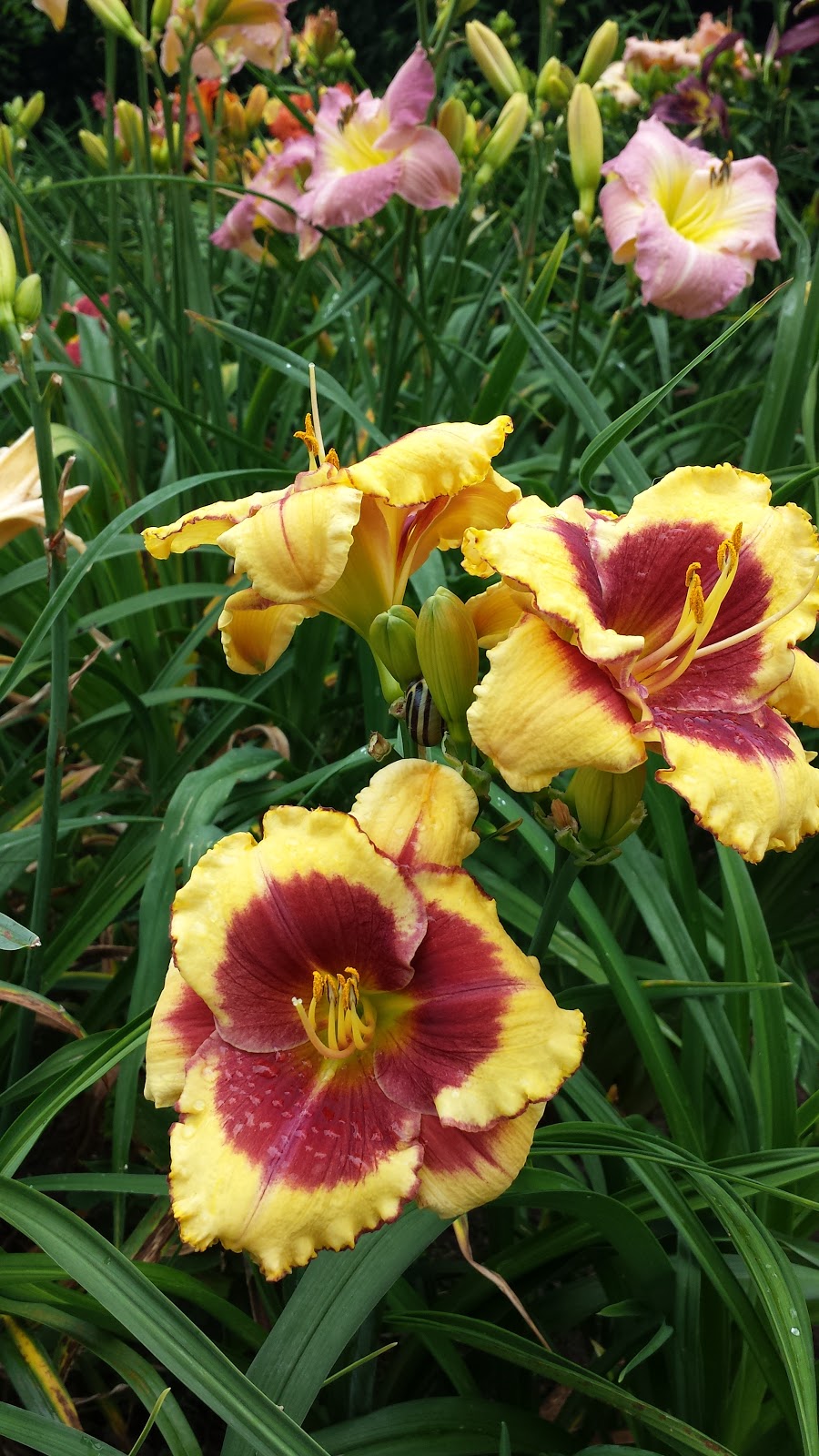 Eriksons Daylily Gardens | 24642 51 Ave, Langley City, BC V2Z 1H9, Canada | Phone: (604) 856-5758