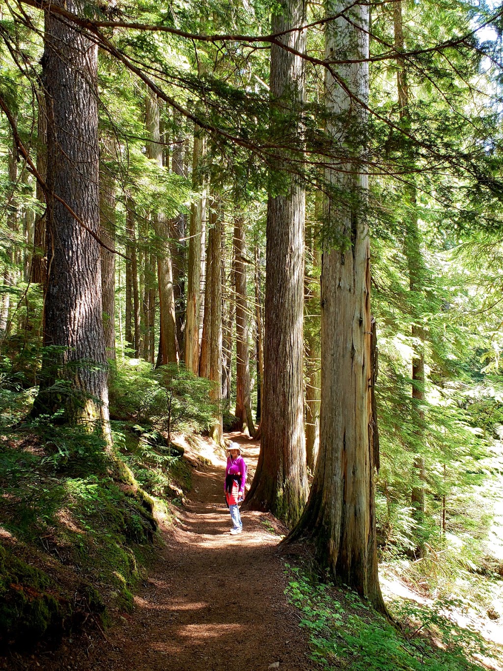 Whistler Interpretive Forest | 1011 BC-99, Whistler, BC V0N 0A0, Canada | Phone: (604) 935-8398