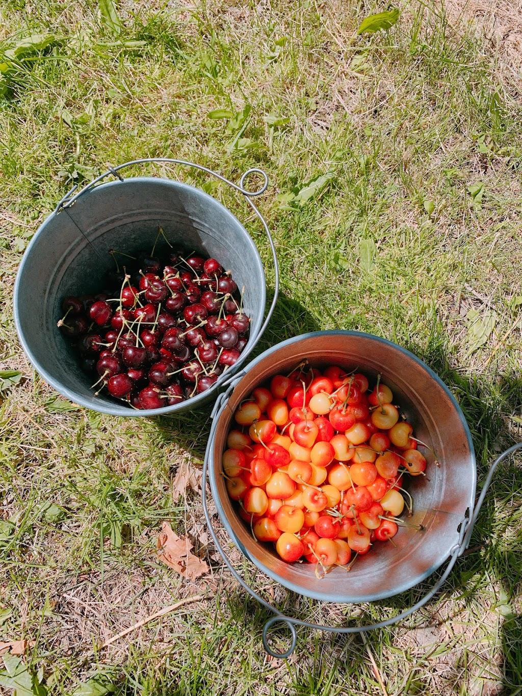 Kempf Orchards | 1409 Teasdale Rd, Kelowna, BC V1P 1C8, Canada | Phone: (250) 765-1797