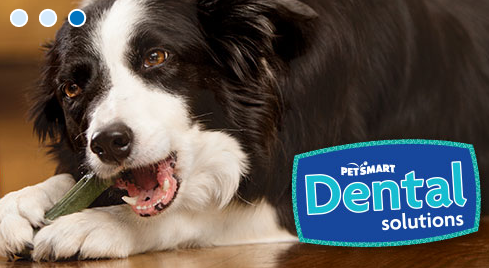 PetSmart | 65 4th Ave Unit C-1, Orangeville, ON L9W 1G7, Canada | Phone: (519) 942-4950