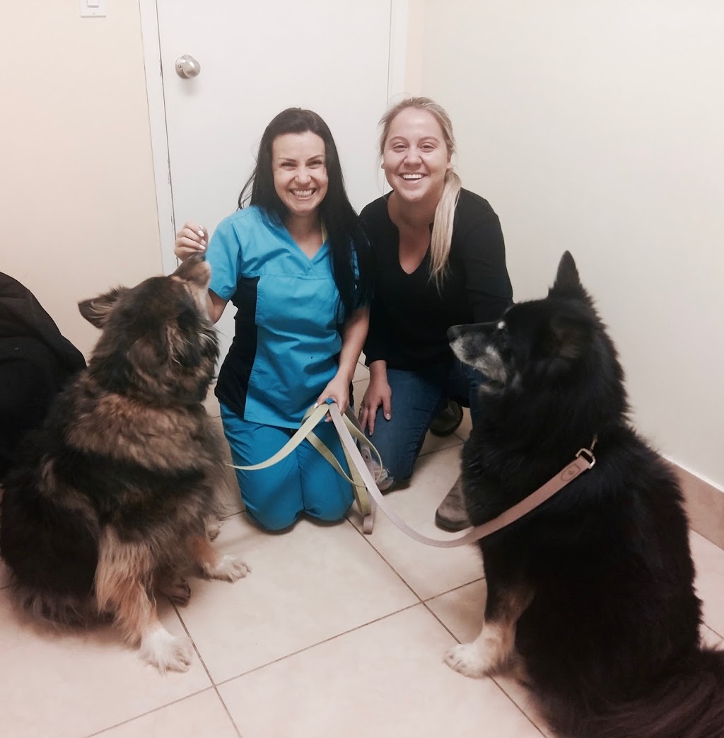 Roncy Village Veterinary Clinic | 215 Roncesvalles Ave, Toronto, ON M6R 2L6, Canada | Phone: (416) 538-8387