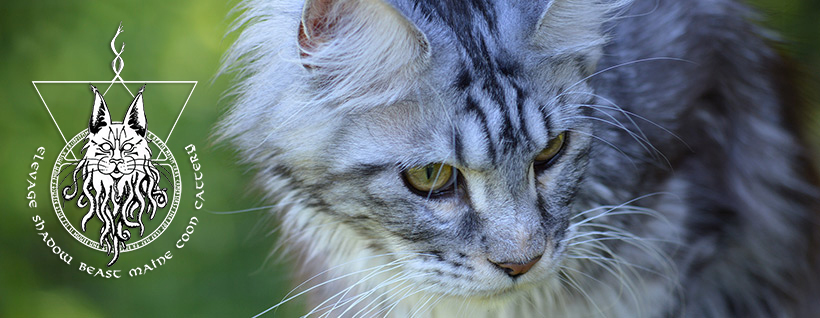 Élevage Shadow Beast Maine Coon Cattery | Route 281 Nord, Armagh, QC G0R 1A0, Canada | Phone: (418) 476-1865