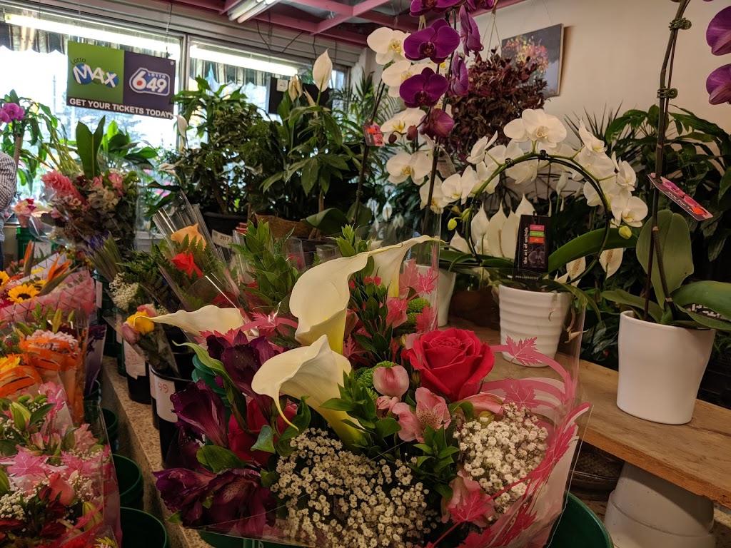 Sues Flower Market | 3673 Bathurst St, North York, ON M6A 2E6, Canada | Phone: (416) 781-2734