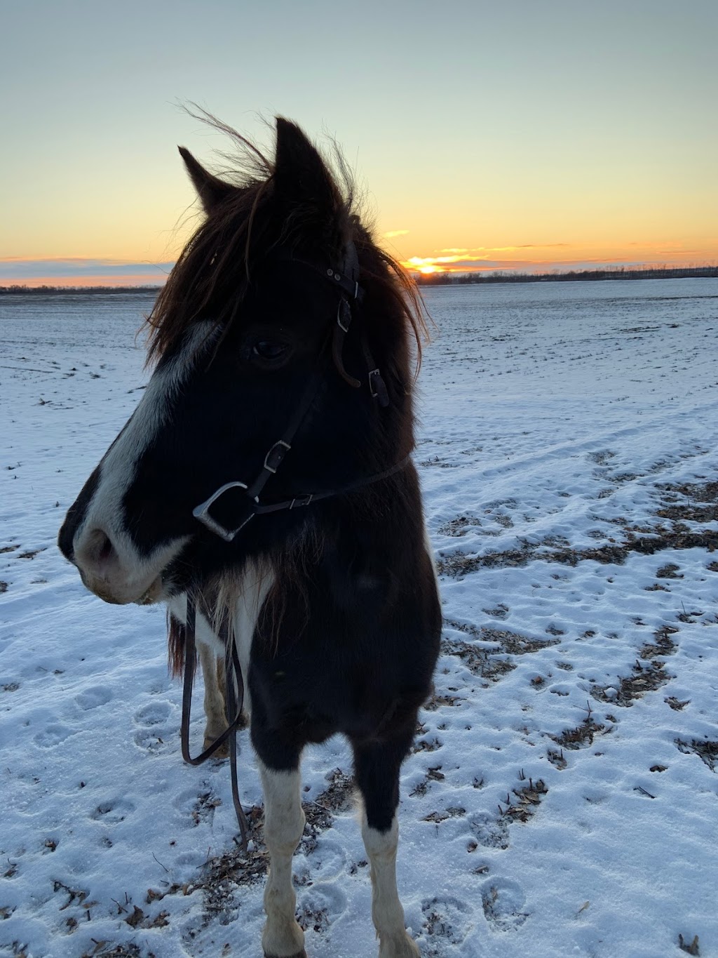 Pony Tails Petting Zoo | Rd 20W, Friedensfeld West, MB R0G 1R0, Canada | Phone: (204) 362-7372