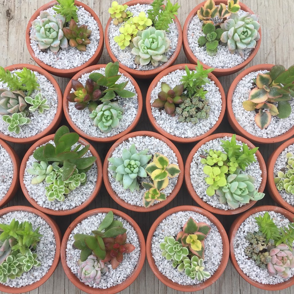 Canadian Succulents | Box 886, 3520 Durham Regional Rd 1, Uxbridge, ON L9P 1R4, Canada | Phone: (416) 464-8879