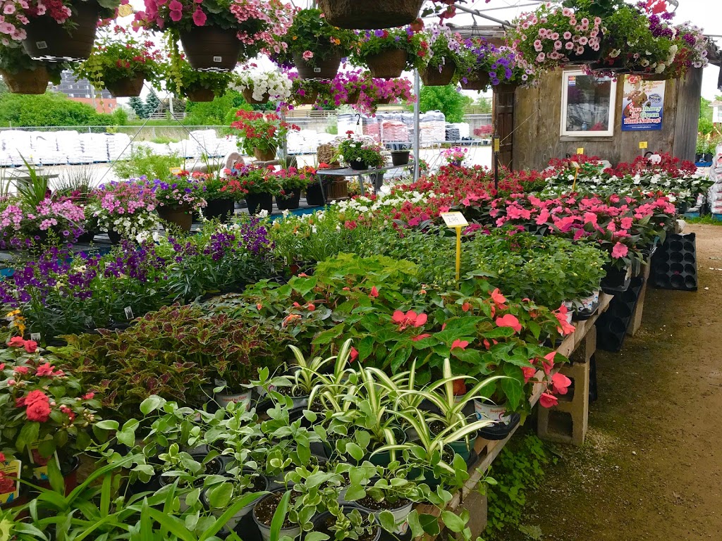 Peters Greenhouses Garden Centre | 9381 McLaughlin Rd N, Brampton, ON L6V 1A1, Canada | Phone: (905) 453-1364