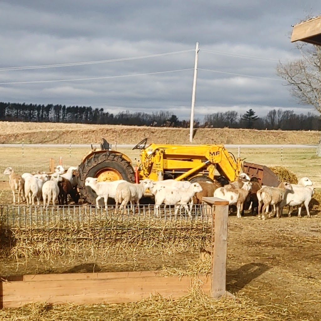 The Sheep Farm | 1324 E Quarter Line, Walsingham, ON N0E 1X0, Canada | Phone: (519) 635-9558