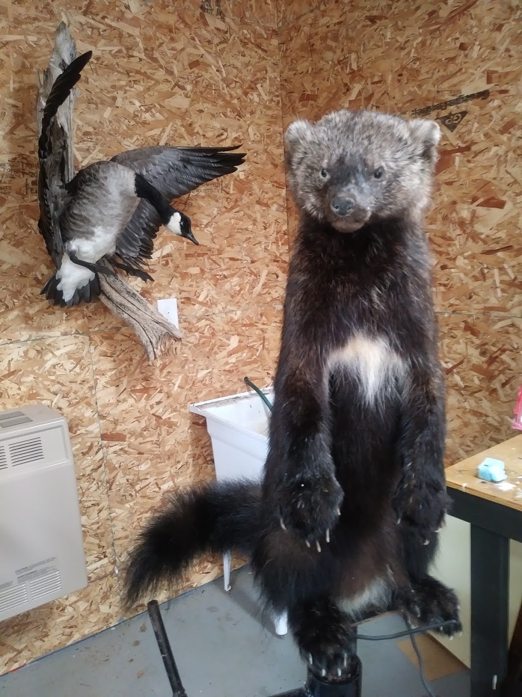 KBtaxidermy | Huntsville, ON P1H 2J4, Canada | Phone: (705) 380-1719