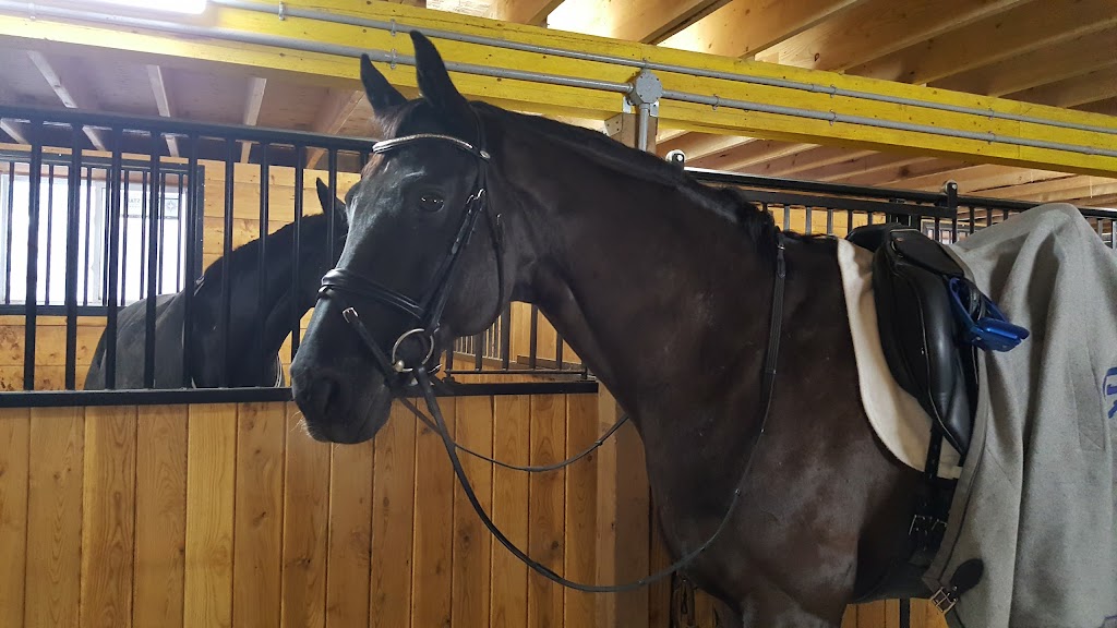 Mussennist Dressage Inc | 843479 Rd 84, Embro, ON N0J 1J0, Canada | Phone: (519) 280-7665