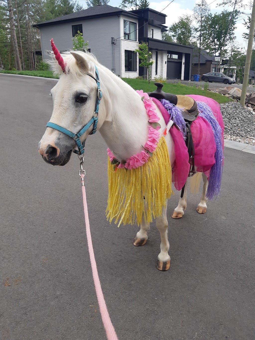 Animation Poney En Fête | #0, Saint-Jérôme, QC J5L 2K7, Canada | Phone: (450) 602-1283