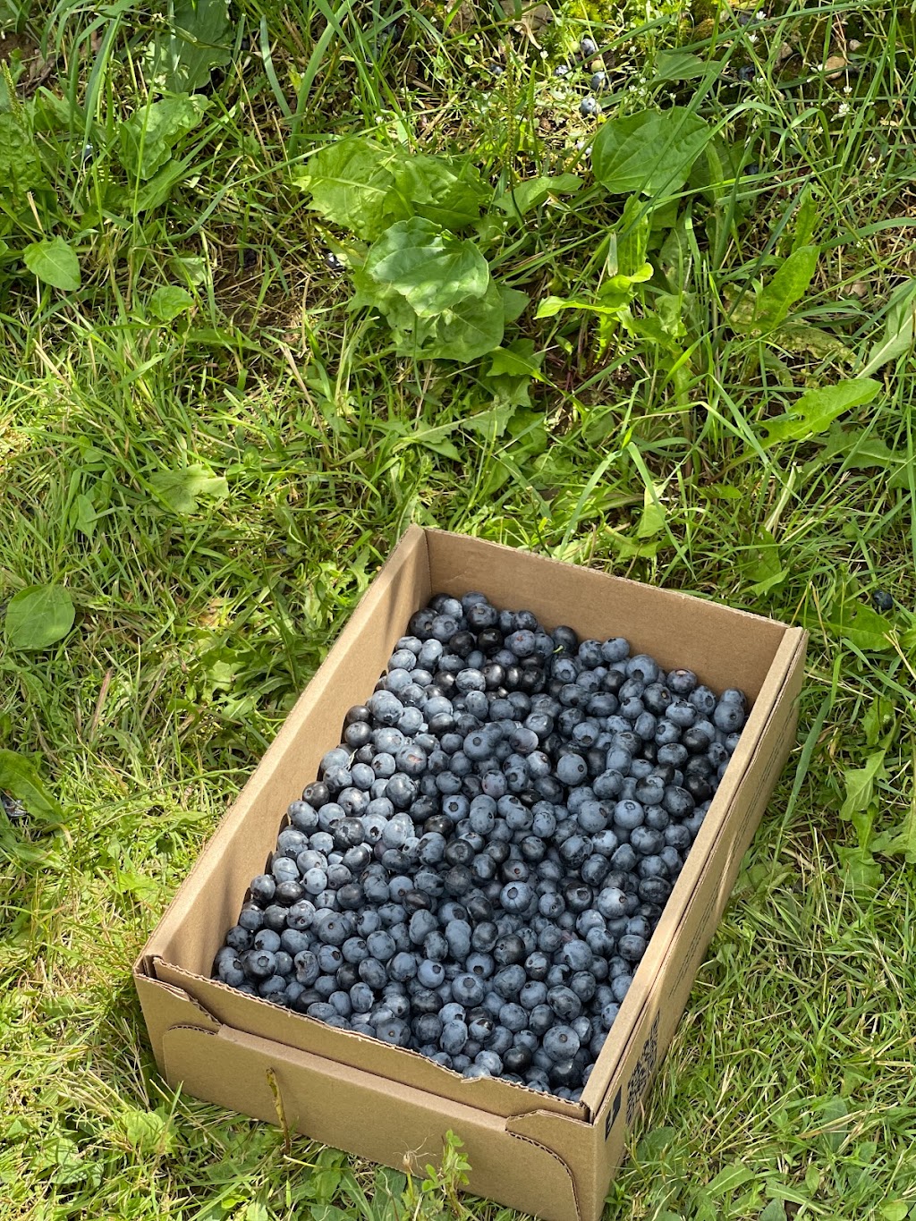 Ramsays Blueberries | 1081 NB-885, Petitcodiac, NB E4Z 4T7, Canada | Phone: (506) 750-1234