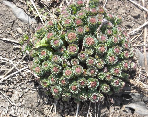 Rhodiola Growers of Canada | MOUNTAIN VIEW COUNTY RR 2 Site 14, Olds, AB T4H 1P3, Canada | Phone: (403) 650-7257