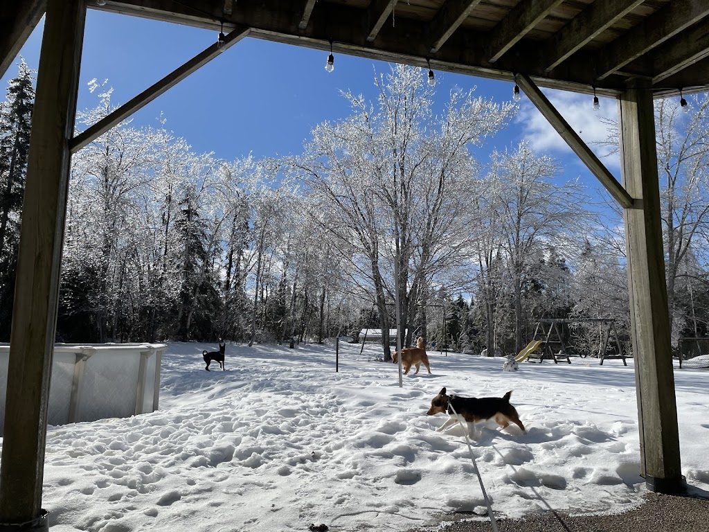 CRANDY dog walking & Animal Care (CRANDY萌寵幼兒園） | 3094 St Margarets Bay Rd, Timberlea, NS B3T 1H5, Canada | Phone: (902) 219-0337