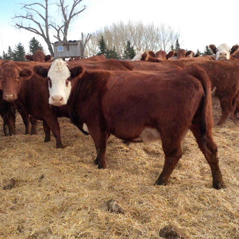 Primrose Livestock Ltd. | 95058 Range Road 222, Lethbridge County, Shaughnessy, AB T0K 2A0, Canada | Phone: (403) 381-3700