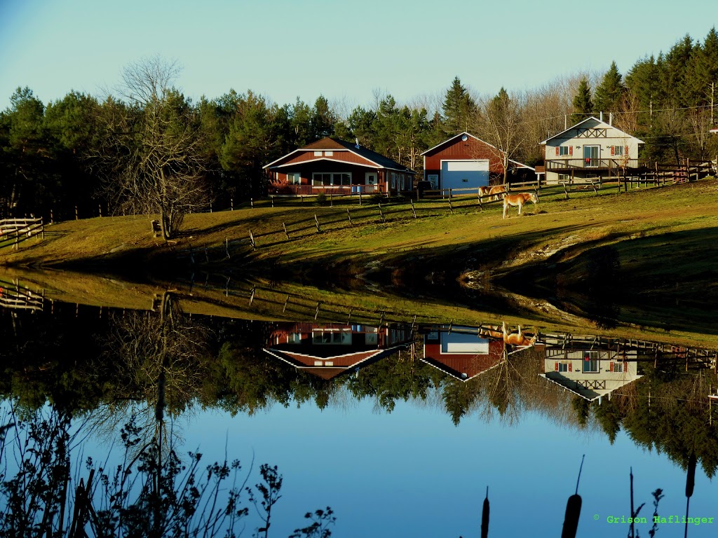 Grison Haflinger (Camp Grison) | 126 Chemin de la Grande Ligne, Racine, QC J0E 1Y0, Canada | Phone: (450) 532-4382