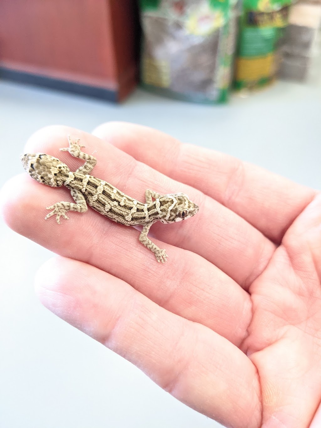 Monarch Reptiles | 100 Rue Kepler #14, Châteauguay, QC J6K 5E4, Canada | Phone: (450) 844-8401