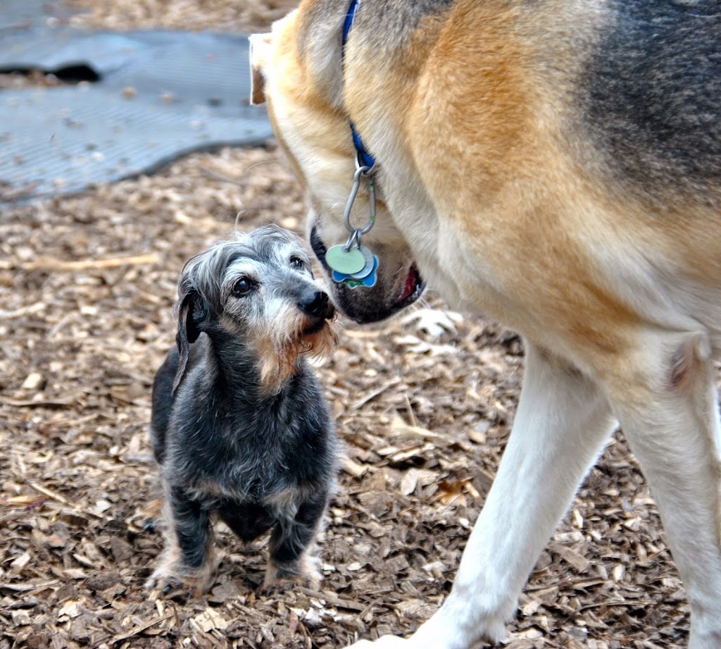 Total Dog Care Home Based Daycare for Dogs | 6358 Rothbourne Rd, Carp, ON K0A 1L0, Canada | Phone: (613) 663-2310