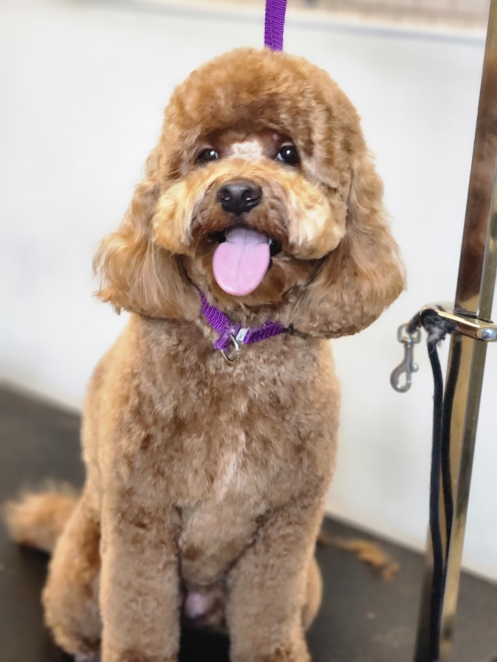 CubeStudio dog grooming | 48 Honey St, Cambridge, ON N1T 2C9, Canada | Phone: (647) 855-1083