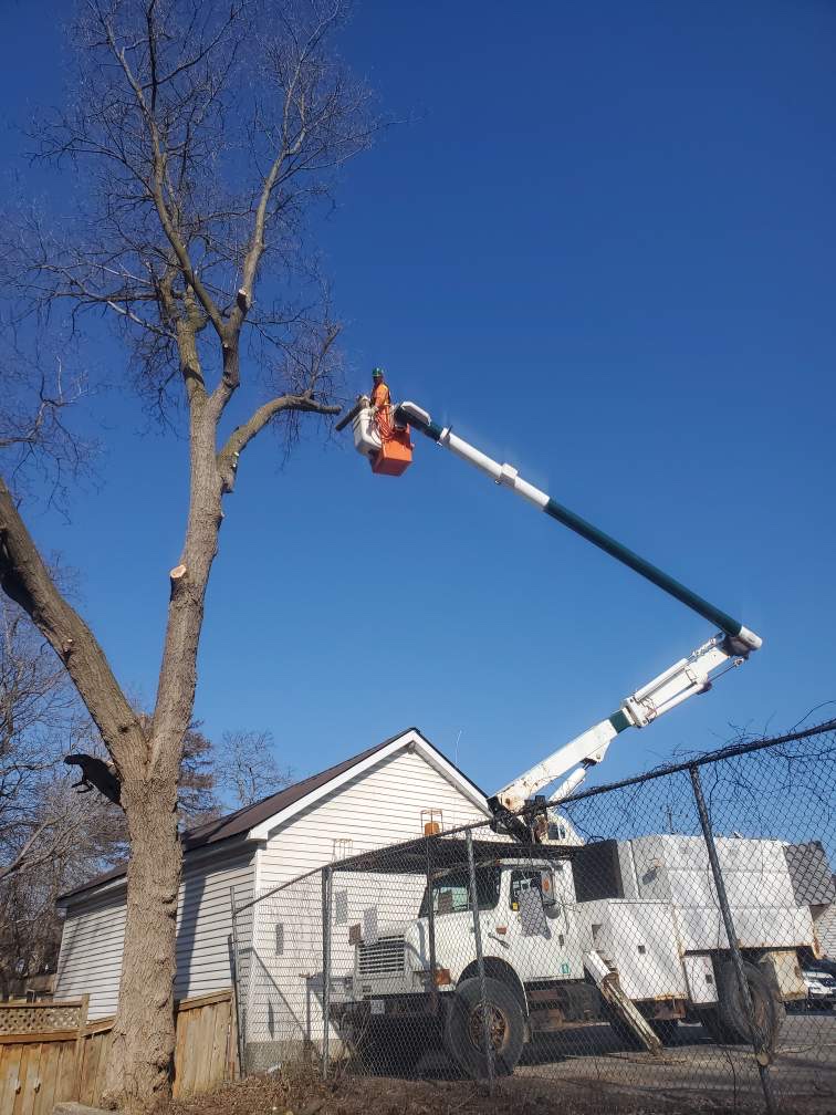 OBrien tree service | 260 Douro 3rd Line, Douro, ON K0L 2H0, Canada | Phone: (705) 741-9925