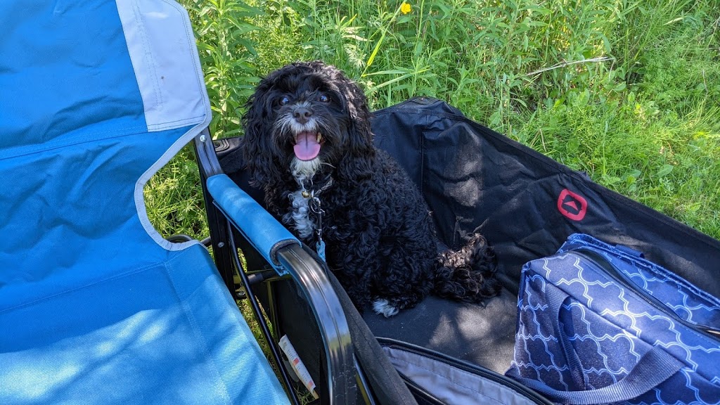 Rover With Diana Pet Sitting | 335 Beechgrove Dr, Scarborough, ON M1E 4A2, Canada | Phone: (416) 778-5987