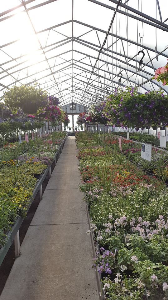 Brenneis Greenhouses | 1612110 St NW, Edmonton, AB T5Y 6K6, Edmonton, AB T5Y 6K6, Canada | Phone: (780) 473-7736