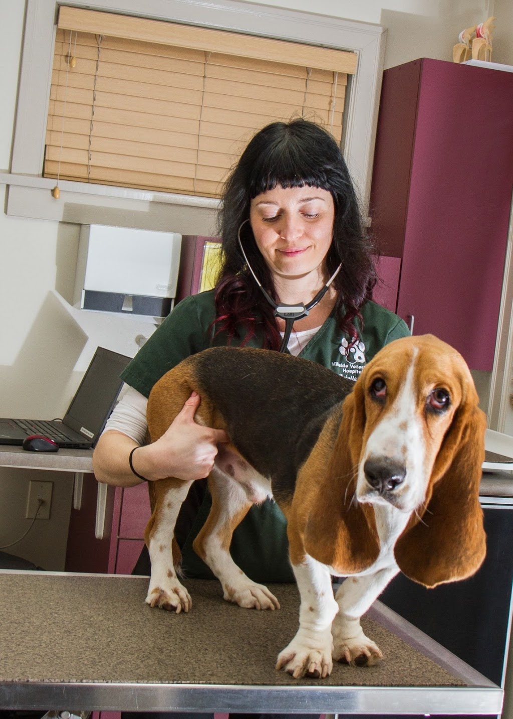 Hillside Veterinary Hospital | 1700 Kings Rd, Victoria, BC V8R 2P1, Canada | Phone: (250) 598-4477