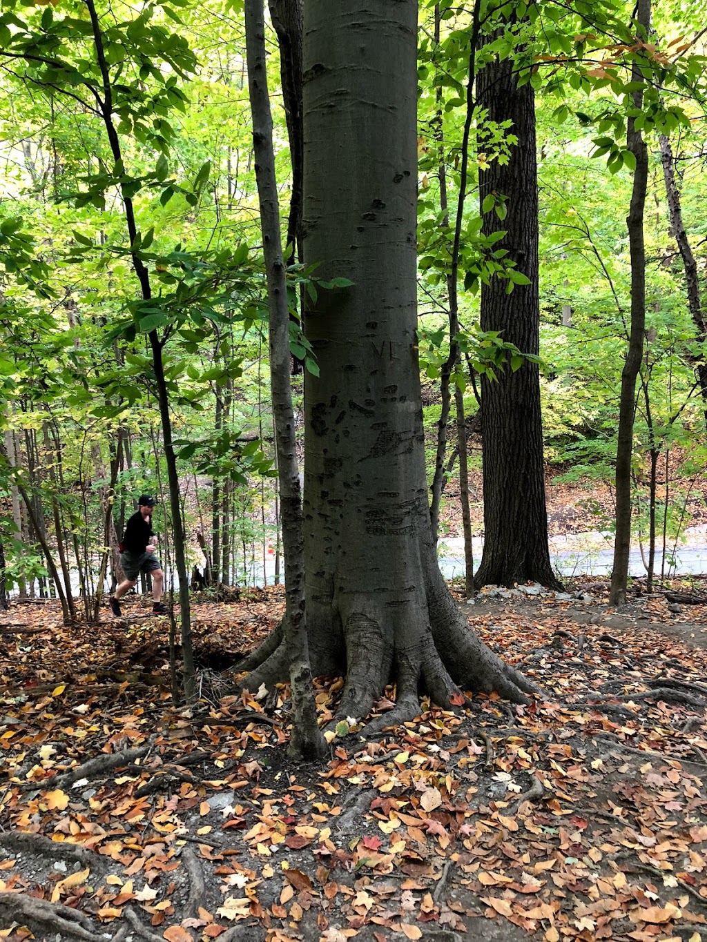 Thomas Hauser Memorial Trailhead | Crothers Woods Trail, Toronto, ON M4H 1P6, Canada