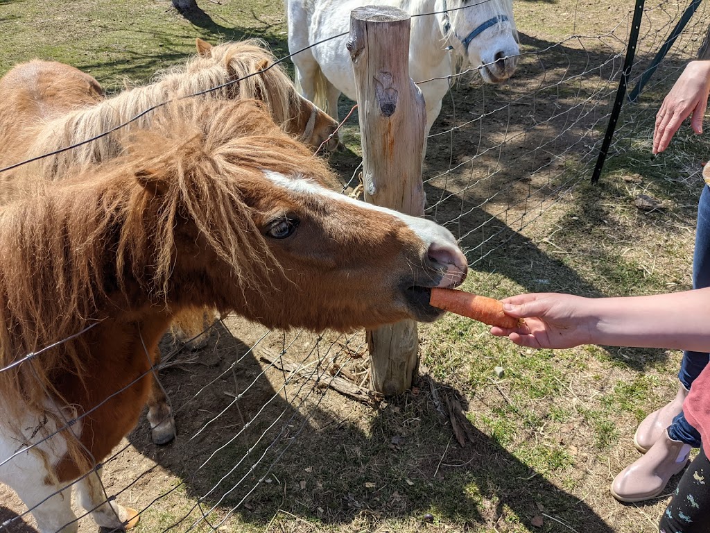 SAFE - Sanctuaire pour animaux de ferme de lEstrie | 508 Rte de Mansonville, Mansonville, QC J0E 1X0, Canada | Phone: (514) 609-8148