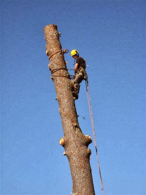 Arboriculture Nicolas Gosselin | 204 Chemin des Ormeaux, Sainte-Catherine-de-la-Jacques-Cartier, QC G3N 0T8, Canada | Phone: (418) 559-5690