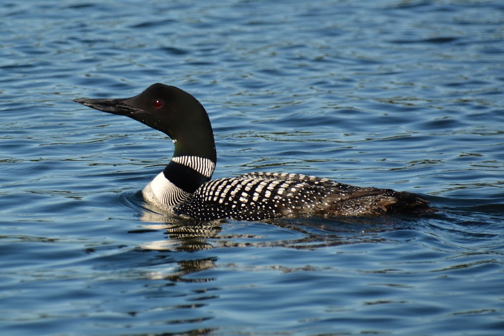 Lucky Loon Family Campground | 66 Graham Lake Rd, Mallorytown, ON K0E 1R0, Canada | Phone: (613) 923-5449