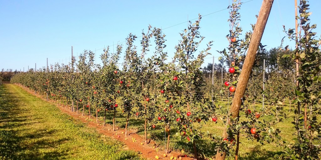 red shore Orchards | 28 Schurman St, Charlottetown, PE C1E 2A9, Canada | Phone: (902) 566-4477