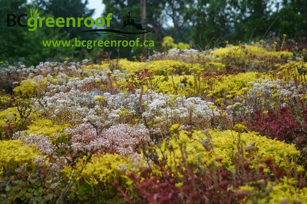 BC green roof Victoria | 2569 Lavinia Rd, Shawnigan Lake, BC V0R 2W2, Canada | Phone: (250) 220-0239