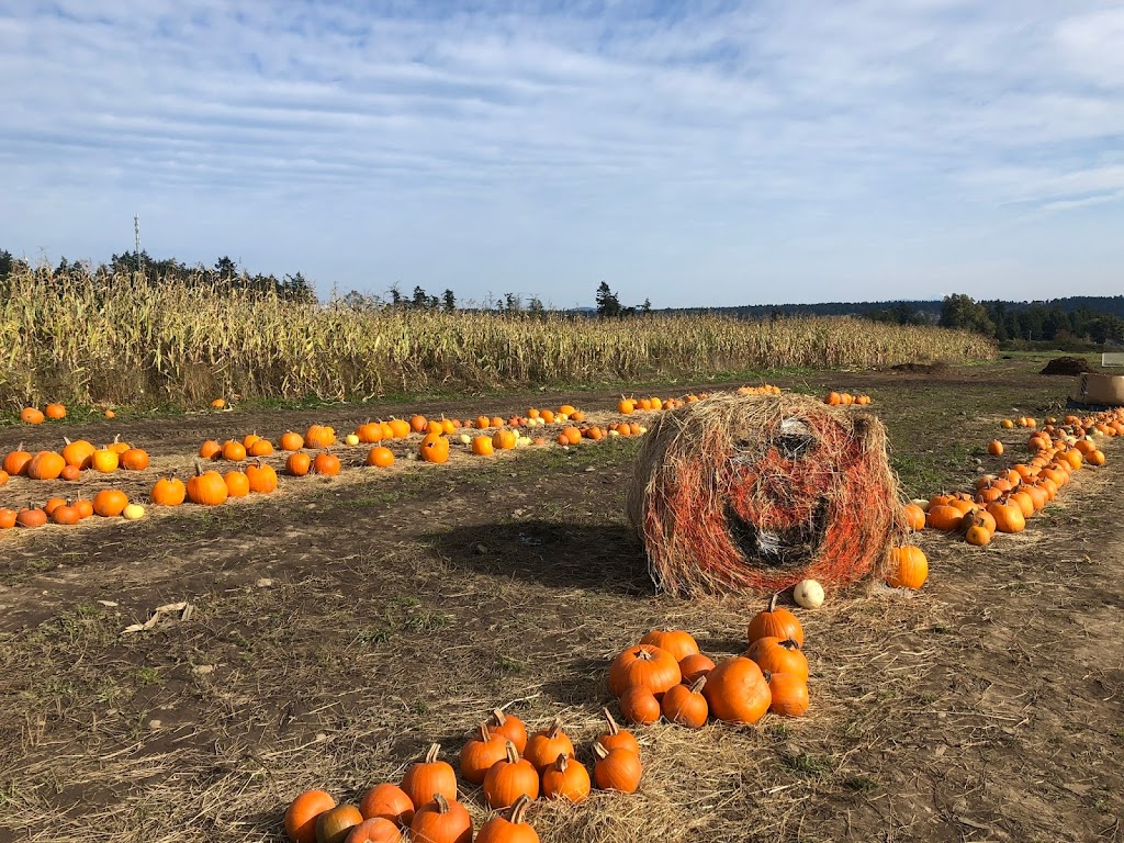 Saanichton Corn Maze | 7979 Central Saanich Rd, Saanichton, BC V8M 1T7, Canada | Phone: (778) 628-0788