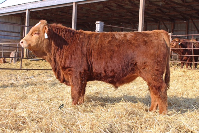 Van De Velde Cattle | Box 72, Mariapolis, MB R0K 1K0, Canada | Phone: (204) 825-4289