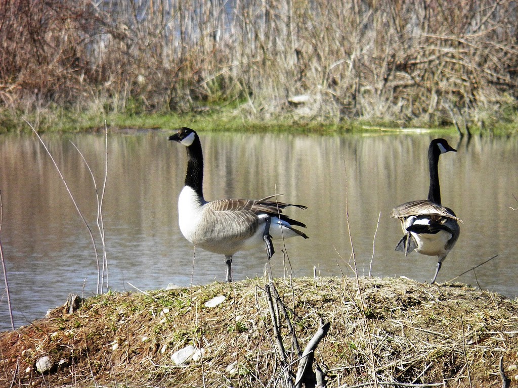 Peter Hallman Family Trail at Kolb Park | Centennial Ct, Kitchener, ON N2B 3X2, Canada