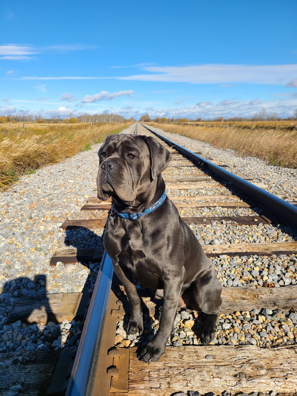 Canadian Canine Training | 52111 Range Rd 231, Sherwood Park, AB T8B 1A4, Canada | Phone: (780) 416-5050