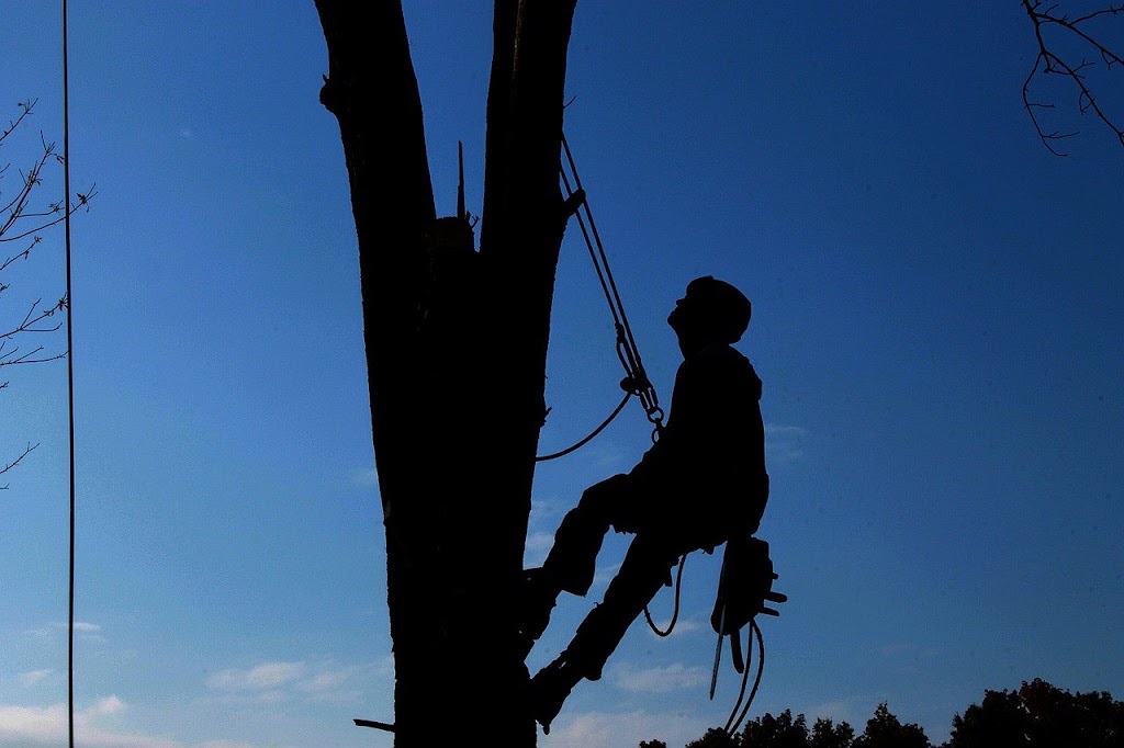 Arbor Solutions Tree Care | 18400 64 Ave, Surrey, BC V3S 1E9, Canada | Phone: (604) 774-5855