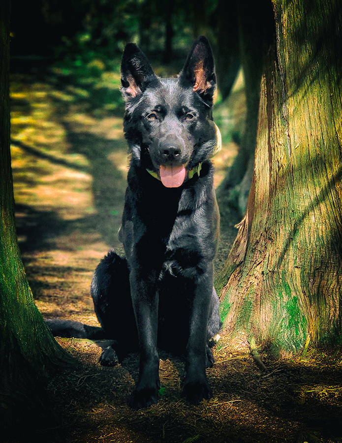 Perfect Dog For Life Off Leash K9 Training | 2092 Foreman Rd RR6, Cambridge, ON N1R 5S7, Canada | Phone: (519) 222-8686