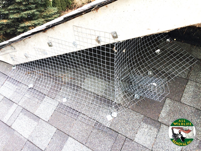 All Wildlife Removal Inc. | 751 Old York Rd, Burlington, ON L7P 4X8, Canada | Phone: (877) 221-2999