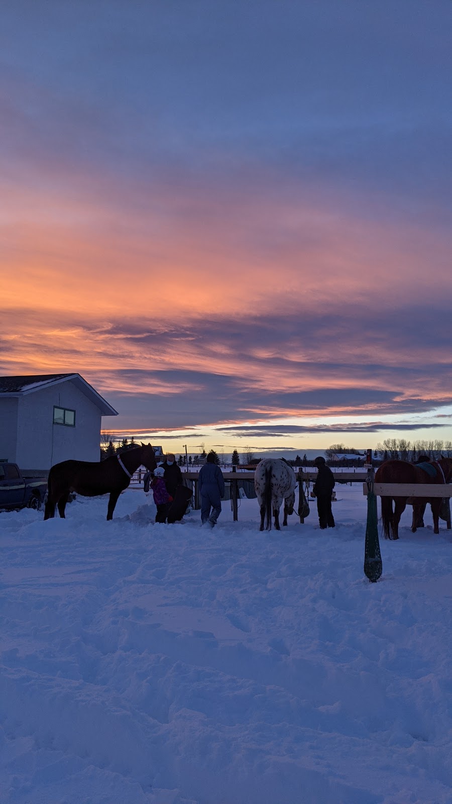 Discovering the Horse | 243201 Range Rd 33, Calgary, AB T3Z 2E6, Canada | Phone: (403) 242-7648